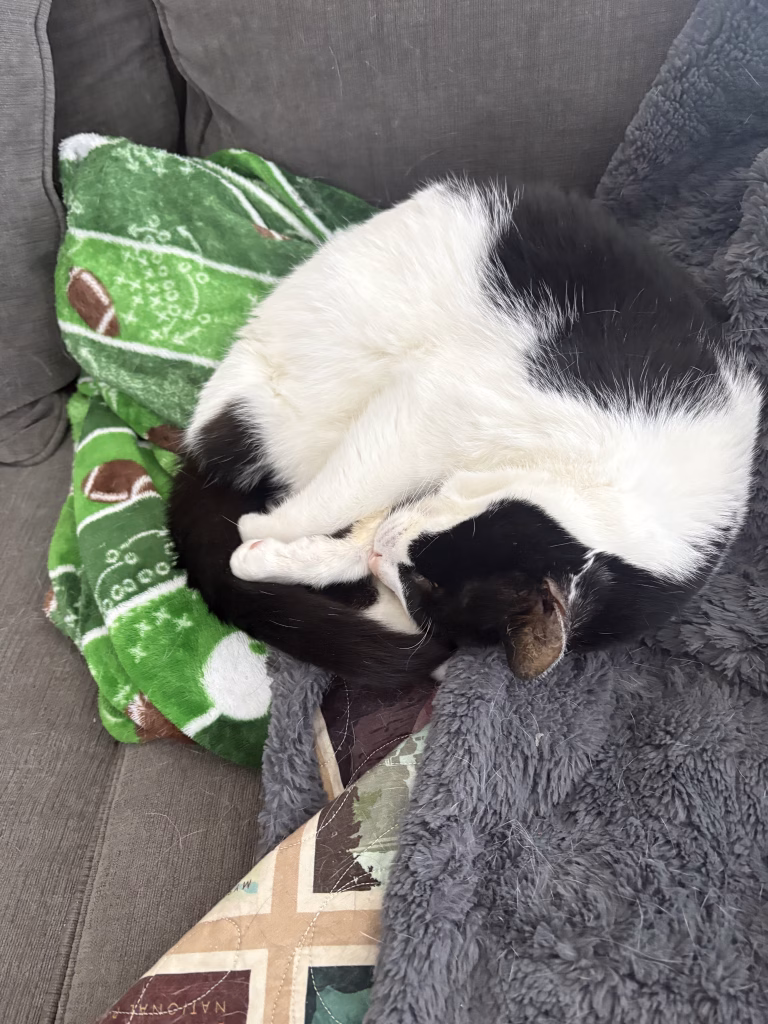 Fancy Cat Hotel