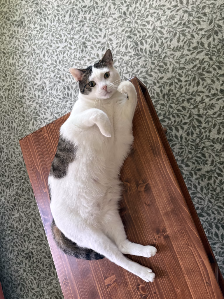 Fancy Cat Hotel