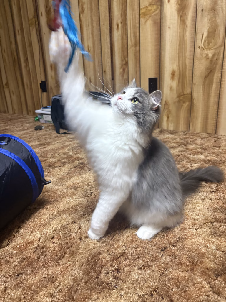 Fancy Cat Hotel
