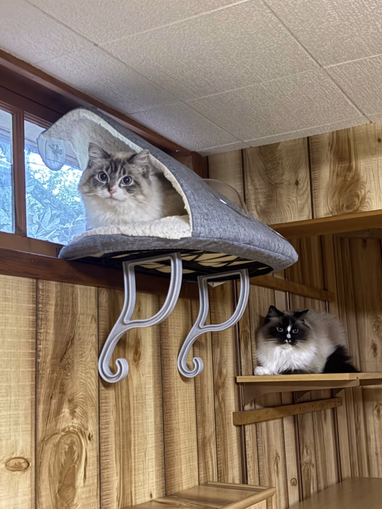 Fancy Cat Hotel