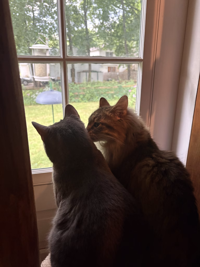 Fancy Cat Hotel