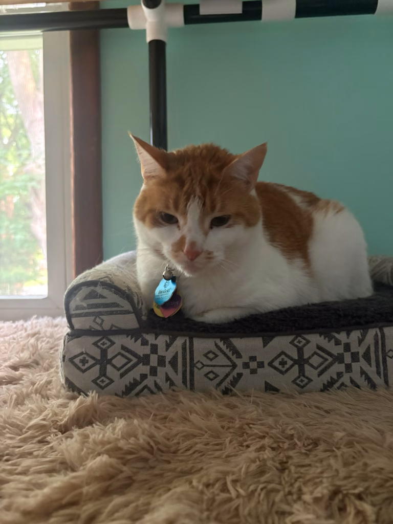 Fancy Cat Hotel