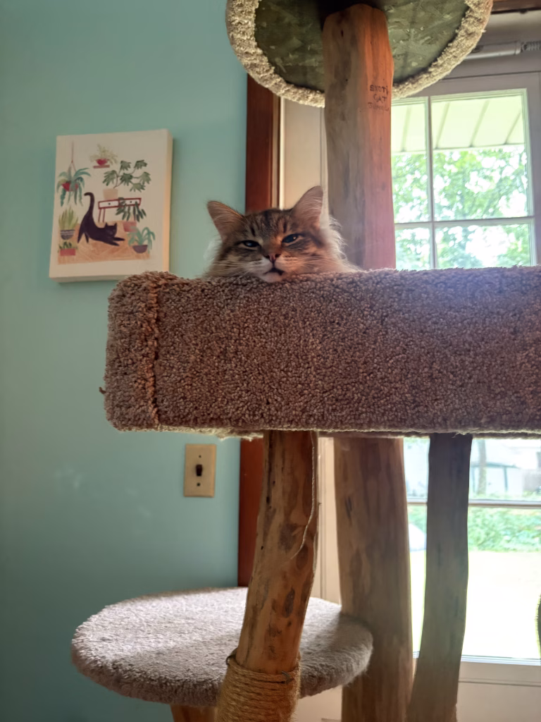 Fancy Cat Hotel