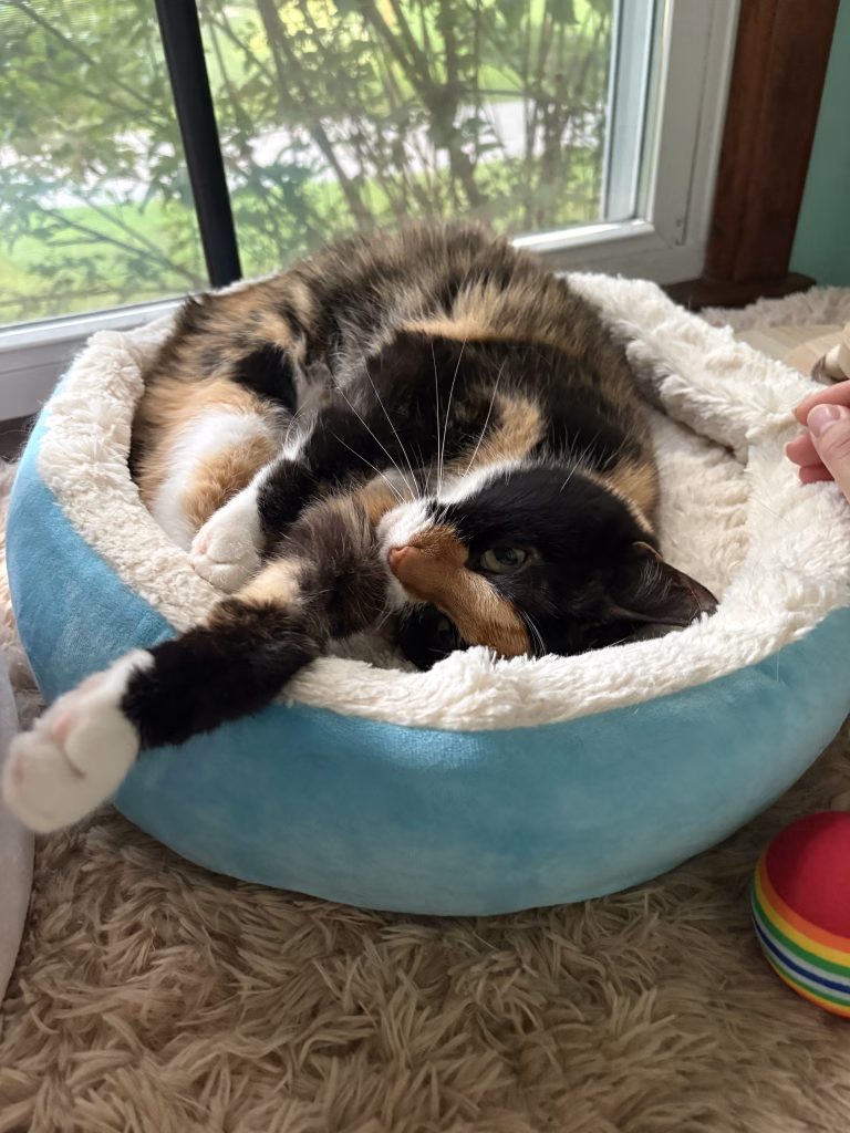 Fancy Cat Hotel
